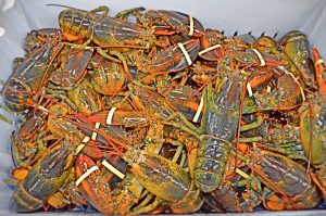 American Lobster - Quoddy Savour Seafood - Product